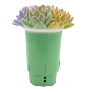 Succulent Garden Floating Chlorine feeder